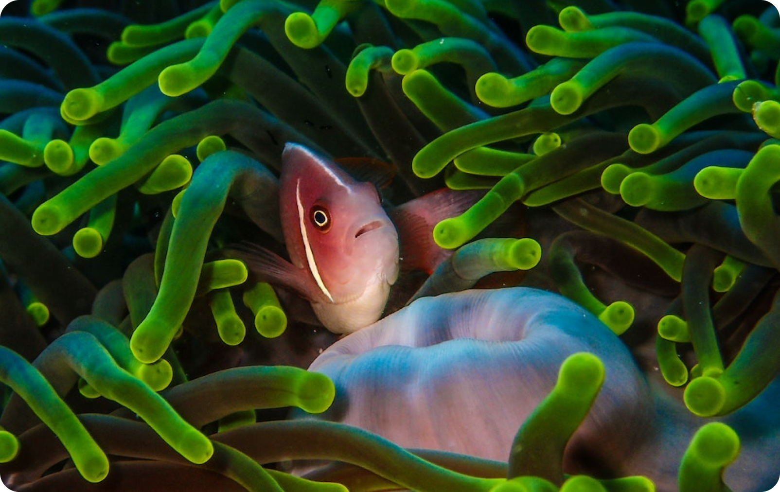 Kepulauan Wakatobi